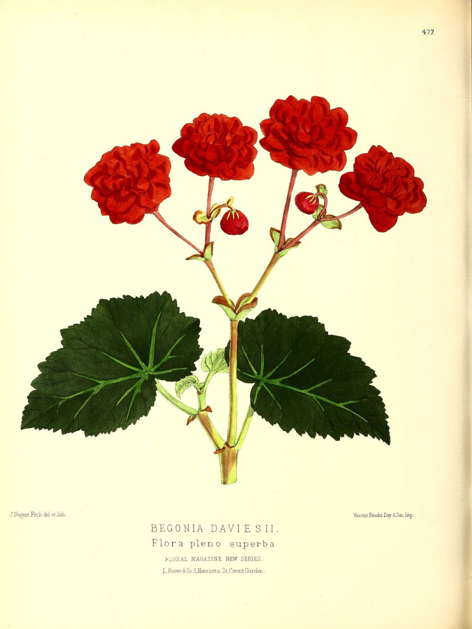 B. ‘Daviesii Flore Pleno Superba’